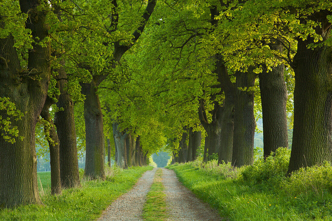 Eichenallee in idyllischer Landschaft, Hofgeismar, Hessen, Deutschland, Europa