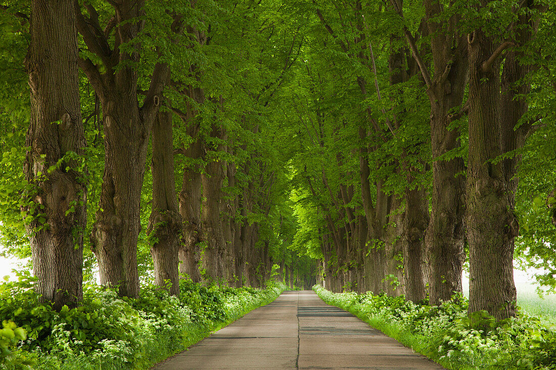 Idyllic lime tree alley on Usedom island, Mecklenburg-Western Pomerania, Germany, Europe