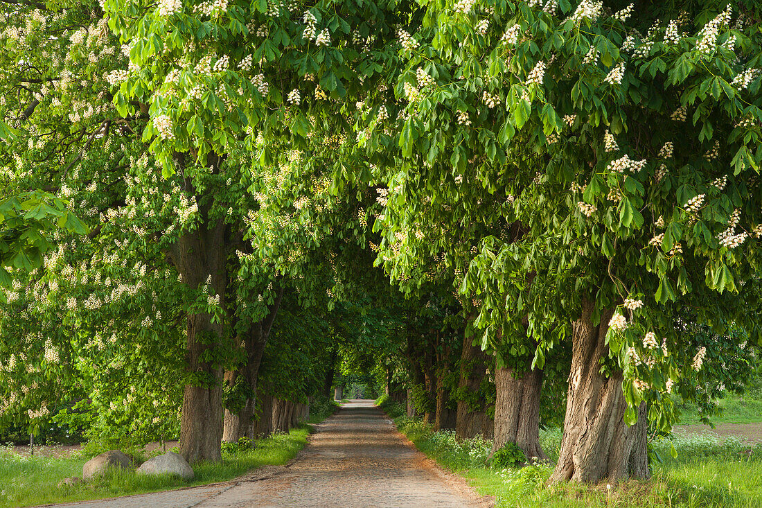 Kastanienallee mit blühenden Bäumen, Insel Rügen, Ostsee, Mecklenburg-Vorpommern, Deutschland, Europa