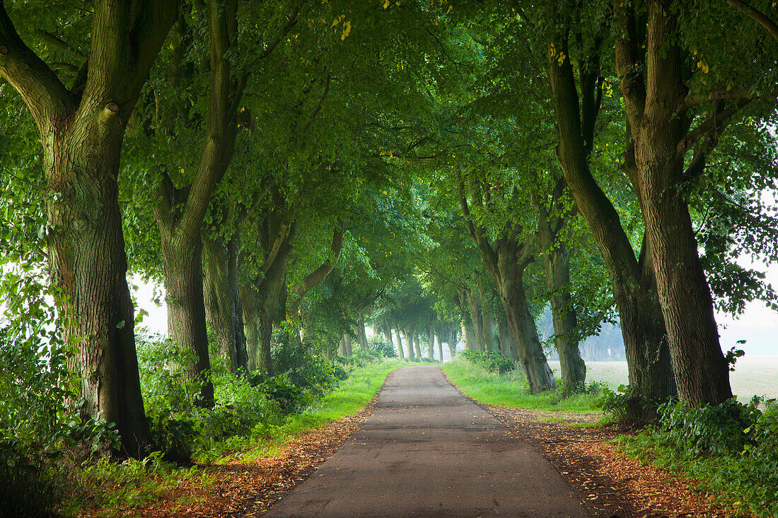 Lime tree alley amidst fields, Neumuenster, Schleswig-Holstein, Germany, Europe