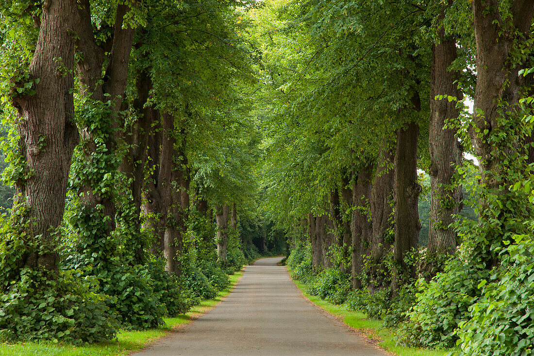 Idyllic lime tree alley, Neumuenster, Schleswig-Holstein, Germany, Europe