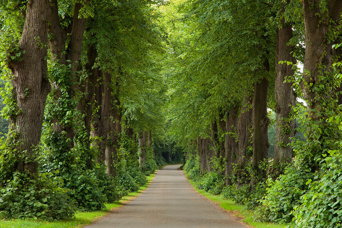 Idyllische Lindenallee, Neumünster, Schleswig-Holstein, Deutschland, Europa