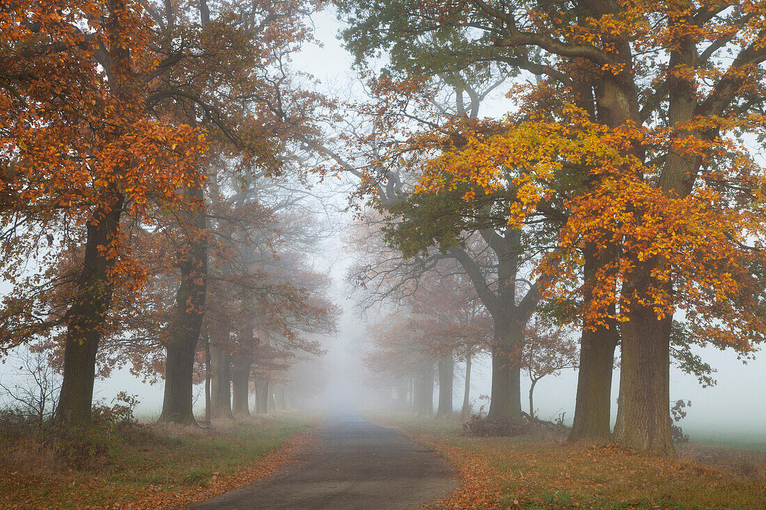 Autumnal oak alley in the fog, Hofgeismar, Hesse, Germany, Europe