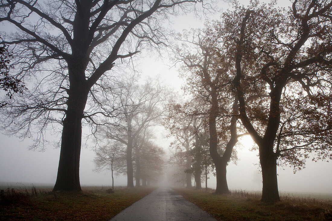 Herbstliche Eichenallee im Nebel, Hofgeismar, Hessen, Deutschland, Europa