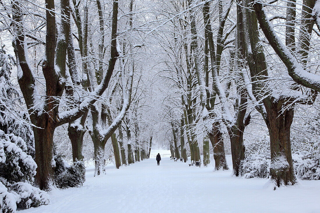 Snowy lime tree alley at Rombergpark, Dortmund, North Rhine-Westphalia, Germany, Europe