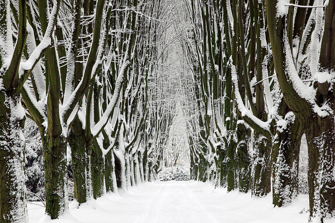 Snowy hornbeam alley at the cemetery, Dortmund, North Rhine-Westphalia, Germany, Europe