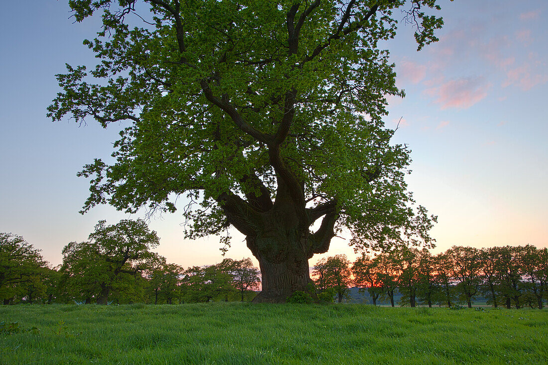 Alte Eiche bei Sonnenuntergang, Reinhardswald, Hessen, Deutschland, Europa