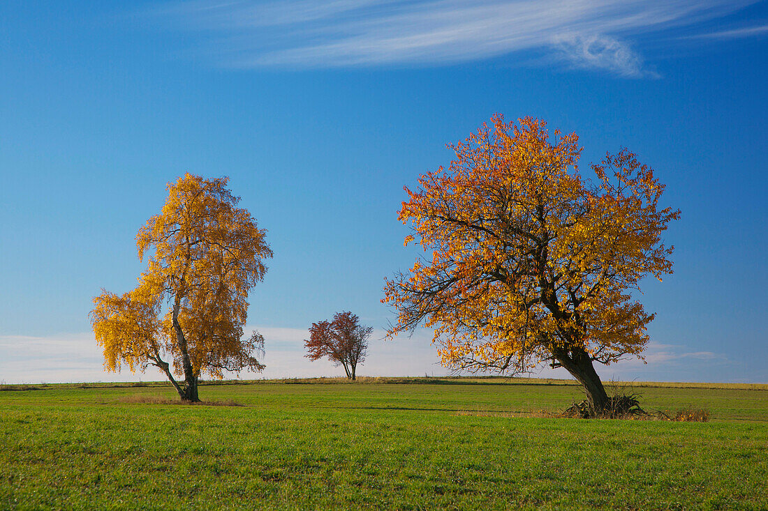 Birke und Vogelkirsche im Herbst, Wernigerode, Harz, Sachsen-Anhalt, Deutschland, Europa