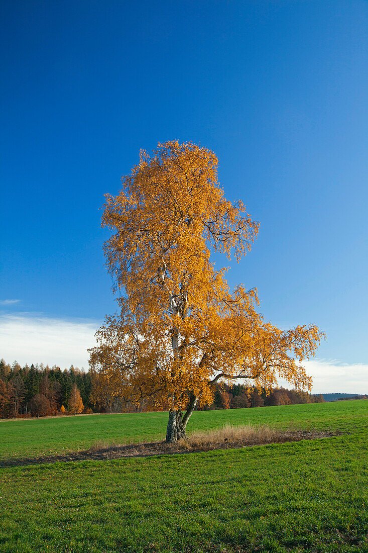 Birch in autumn, Wernigerode, Harz mountains, Saxony-Anhalt, Germany, Europe