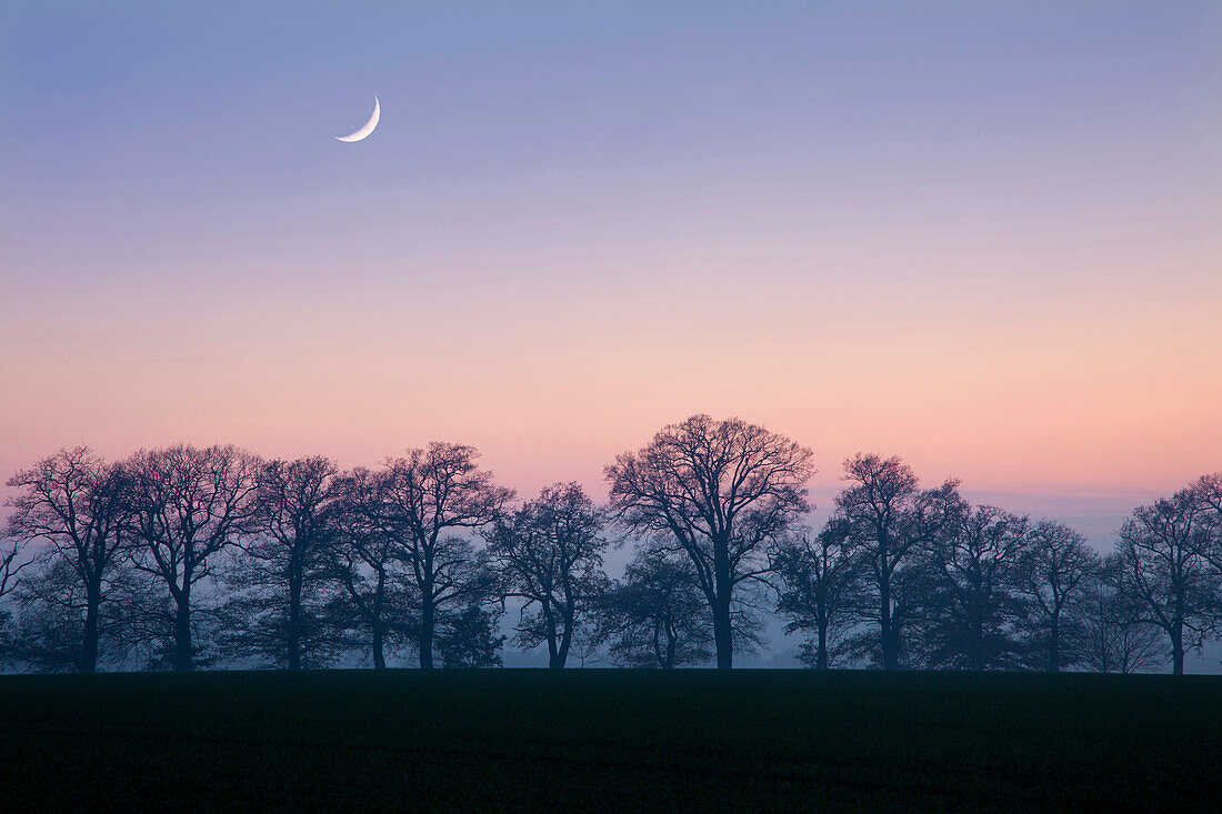 Trees with crescent moon