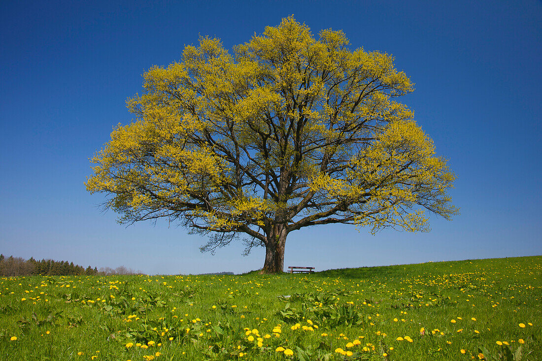 Oak tree in a flower meadow, Chiemgau, Bavaria, Germany, Europe