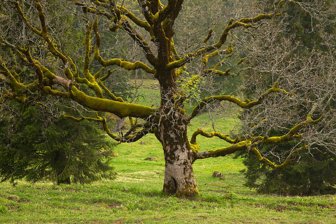 Maple tree in a meadow, Allgaeu, Bavaria, Germany, Europe