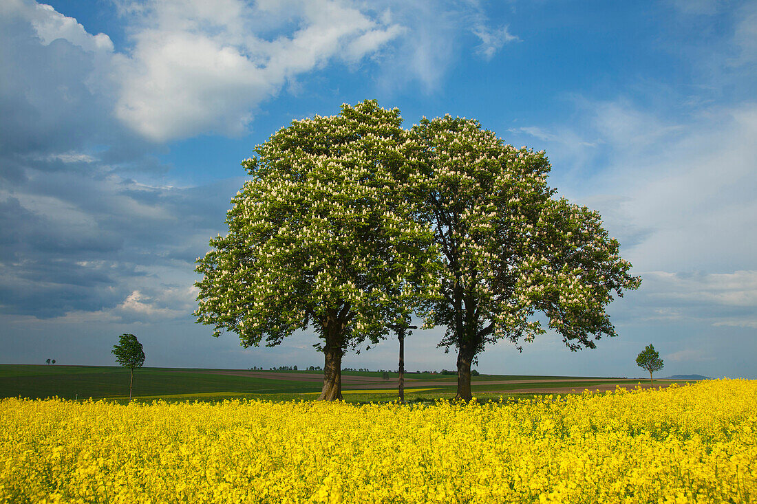 Chestnuts with a wayside cross in a canola field, Altmuehltal nature park, Bavaria, Germany, Europe
