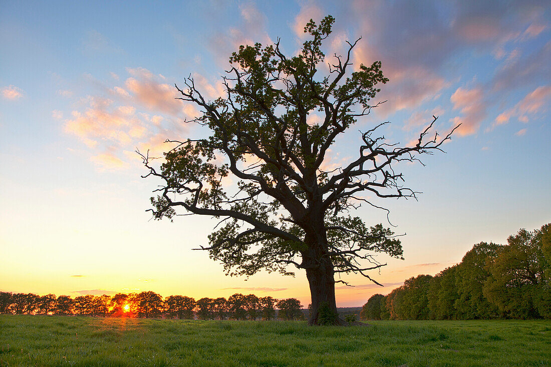 Old oak tree at sunset, Reinhardswald, Hesse, Germany, Europe
