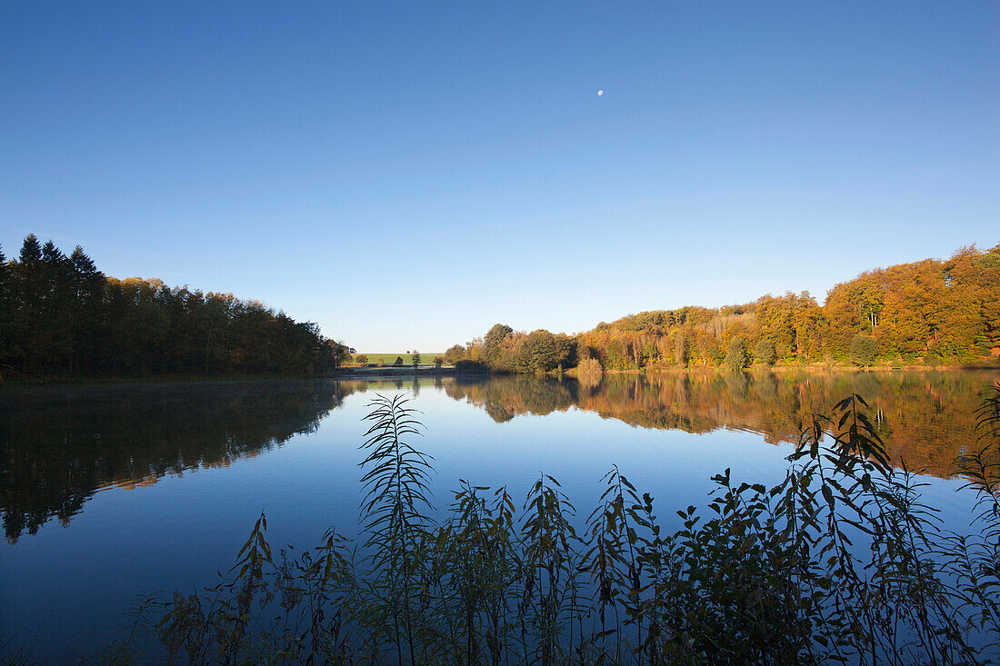 Holzmaar at Gillenfeld under blue sky, near Daun, Eifel, Rhineland-Palatinate, Germany, Europe