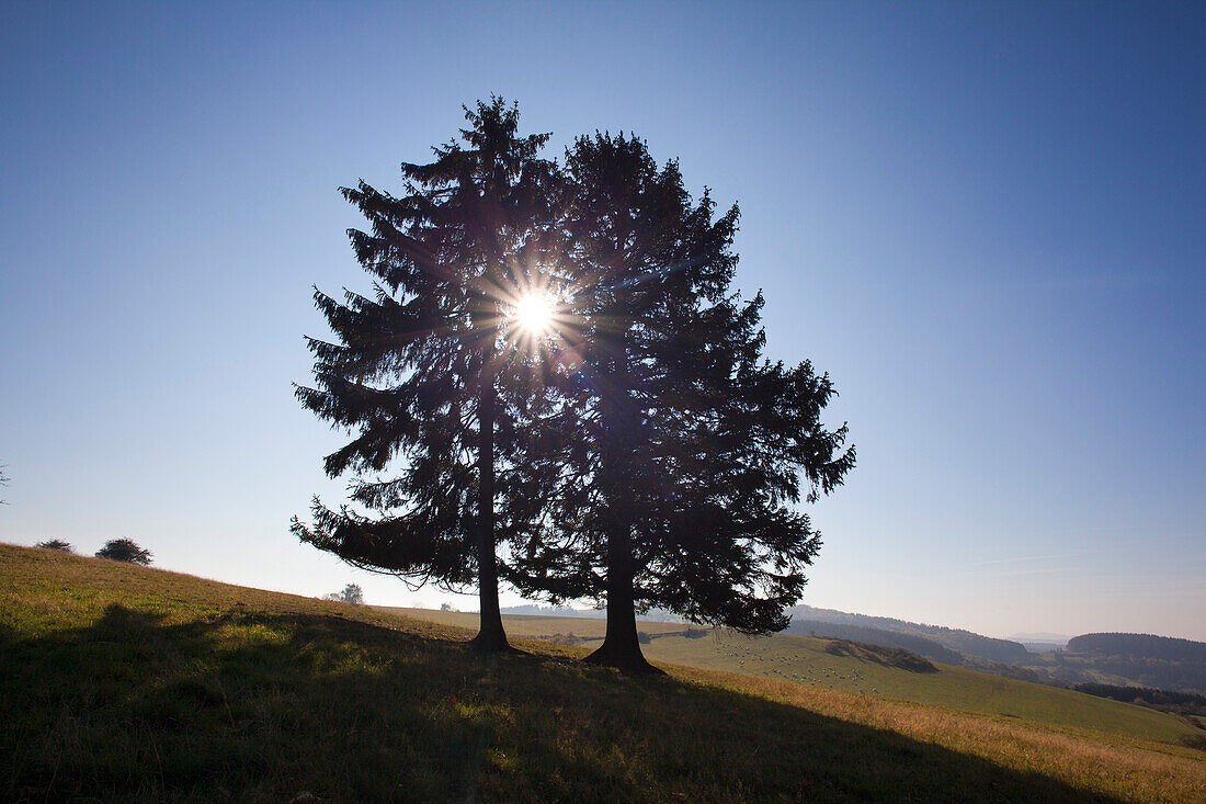 Fichten im Gegenlicht am Wanderweg Eifelsteig, bei Daun, Eifel, Rheinland-Pfalz, Deutschland, Europa