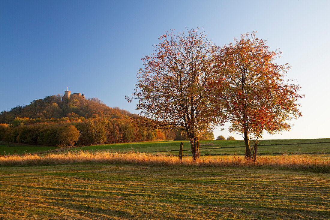Autumnal trees and Nuerburg castle, near Adenau, Eifel, Rhineland-Palatinate, Germany, Europe