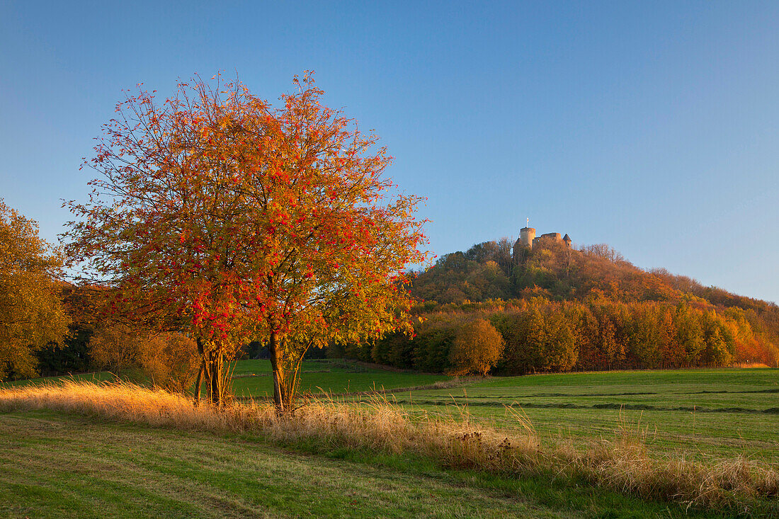 Herbstliche Bäume und Schloss Nürburg, bei Adenau, Eifel, Rheinland-Pfalz, Deutschland, Europa