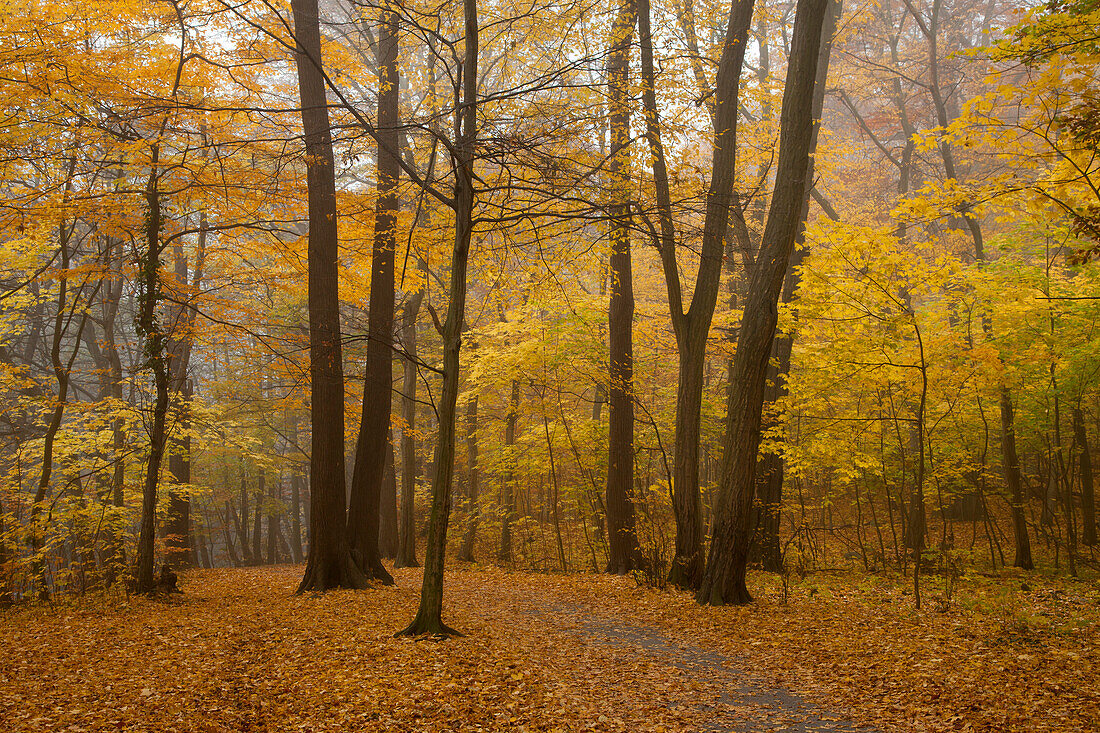 Wanderweg zum Bodetal in herbstlichem Wald, bei Thale, Harz, Sachsen-Anhalt, Deutschland, Europa