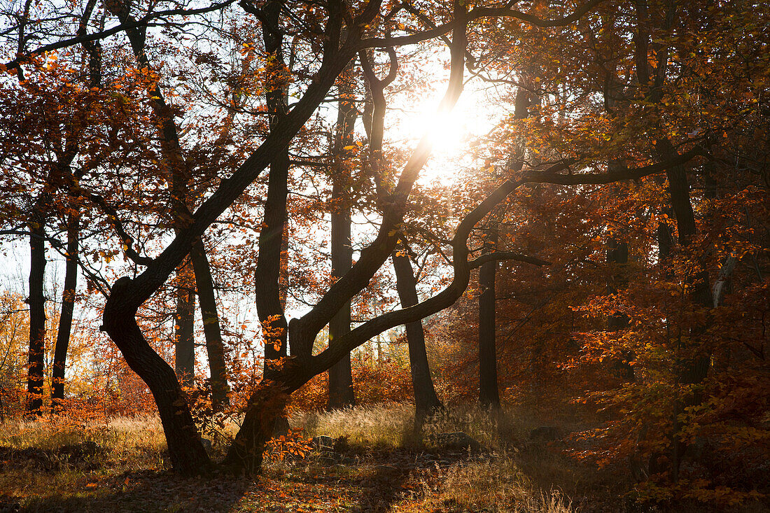 Sunlight in an oak forest, Bode valley, near Thale, Harz mountains, Saxony-Anhalt, Germany, Europe