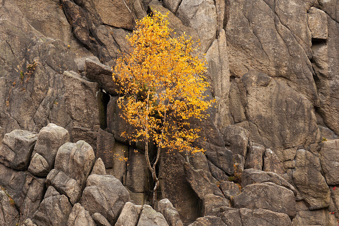 Birke auf Felsklippen im Tal der Oker, bei Goslar, Harz, Niedersachsen, Deutschland, Europa