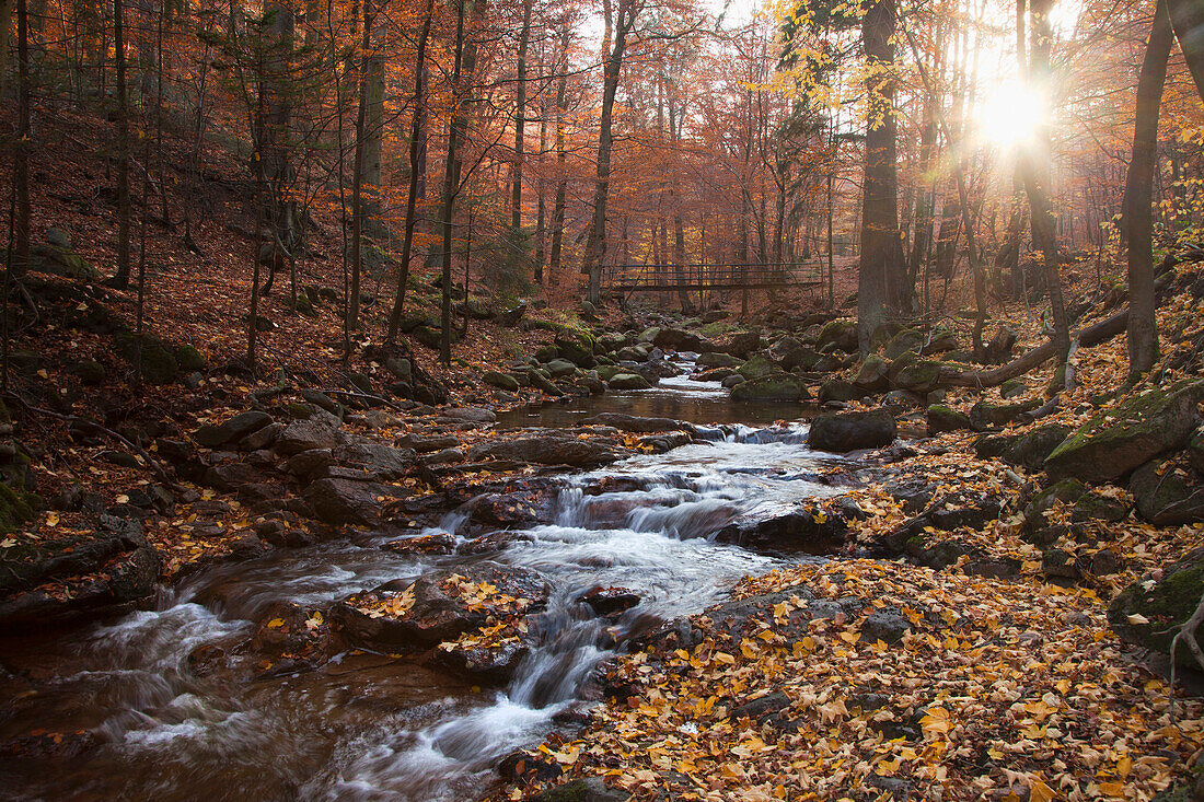 Autumnal forest and stream at Ilse valley, Heinrich Heine hiking trail, near Ilsenburg, Harz mountains, Saxony-Anhalt, Germany, Europe