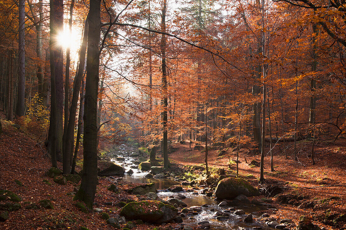 Autumnal forest at Ilse valley, Heinrich Heine hiking trail, near Ilsenburg, Harz mountains, Saxony-Anhalt, Germany, Europe