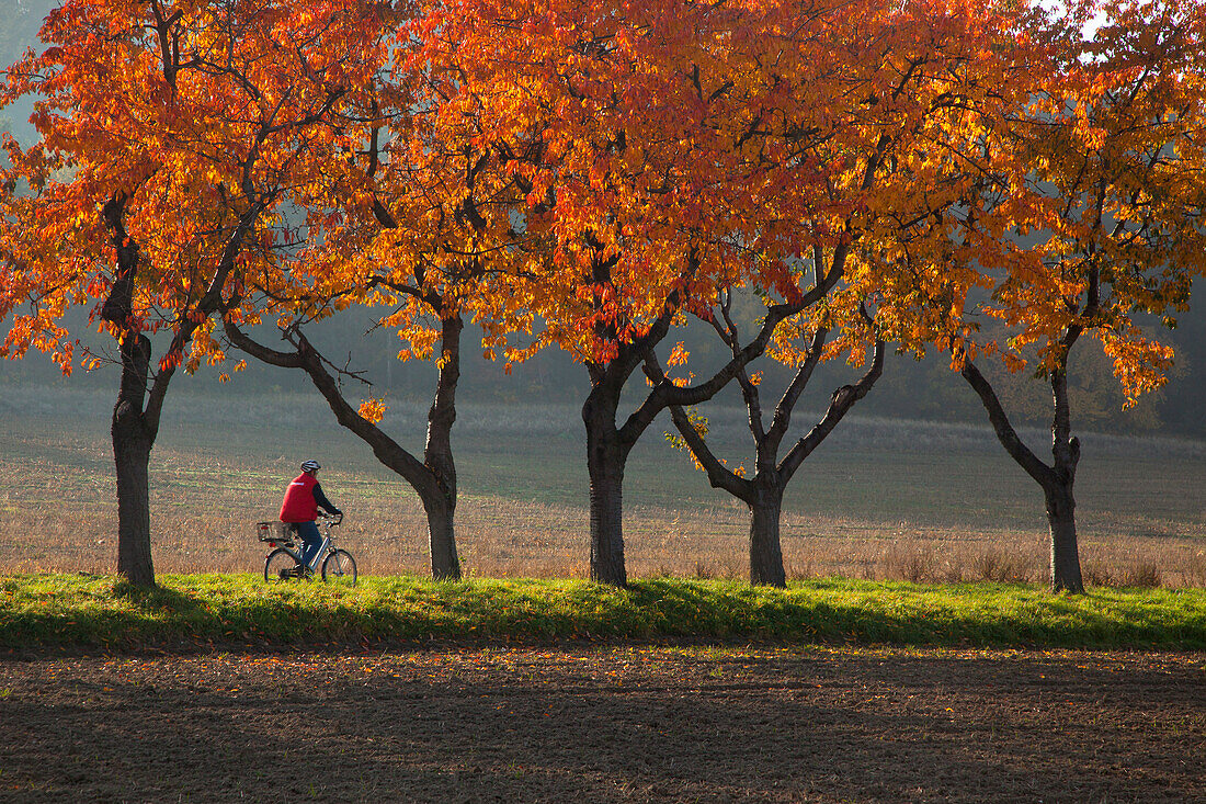 Cyclist on an alley of cherry trees in autumn colours, near Blankenburg, Harz mountains, Saxony-Anhalt, Germany, Europe