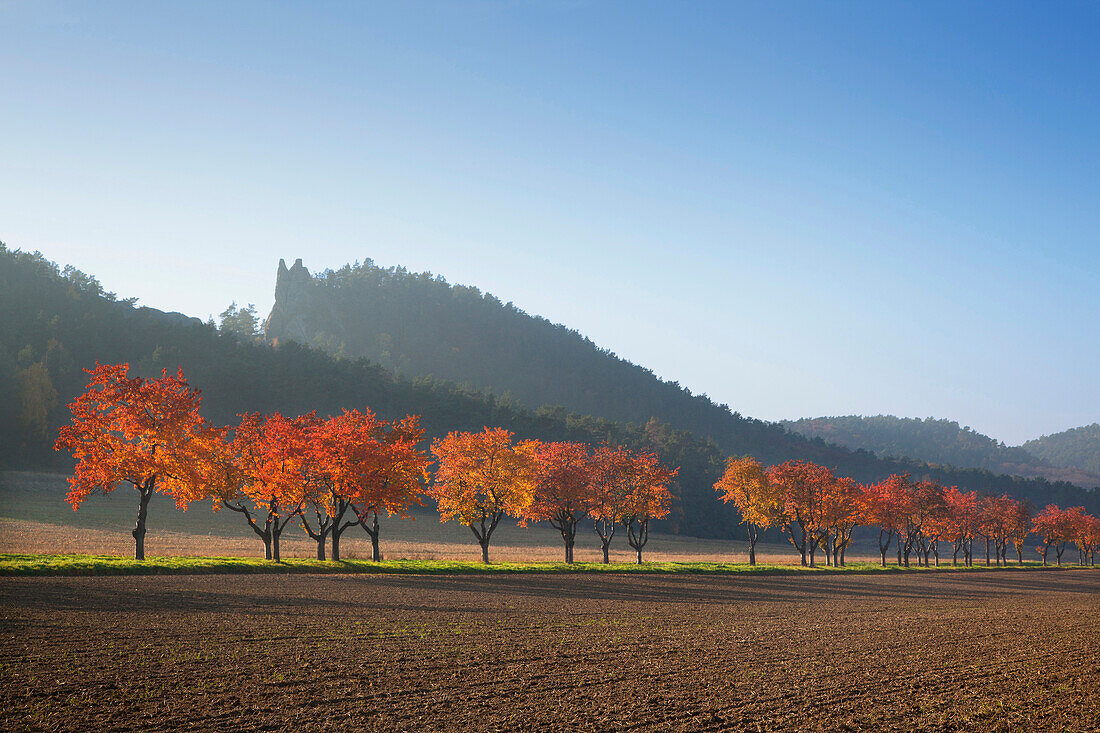 Herbstliche Kirschbaumallee vor der Teufelsmauer, bei Blankenburg, Harz, Sachsen-Anhalt, Deutschland, Europa