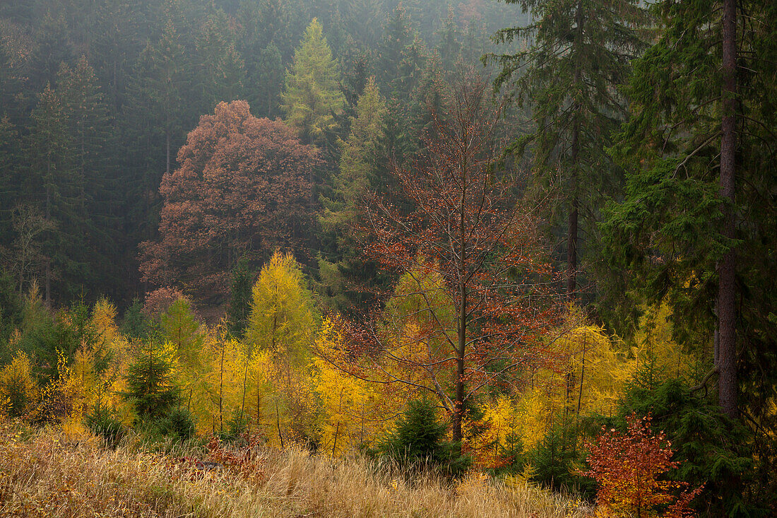 Steinerne Renne im Herbst, herbstlicher Wald im Tal der Holtemme, Harz, Sachsen-Anhalt, Deutschland, Europa