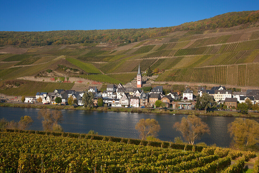 Blick aus den Weinbergen über die Mosel auf den Ortsteil Merl, Zell, Rheinland-Pfalz, Deutschland, Europa