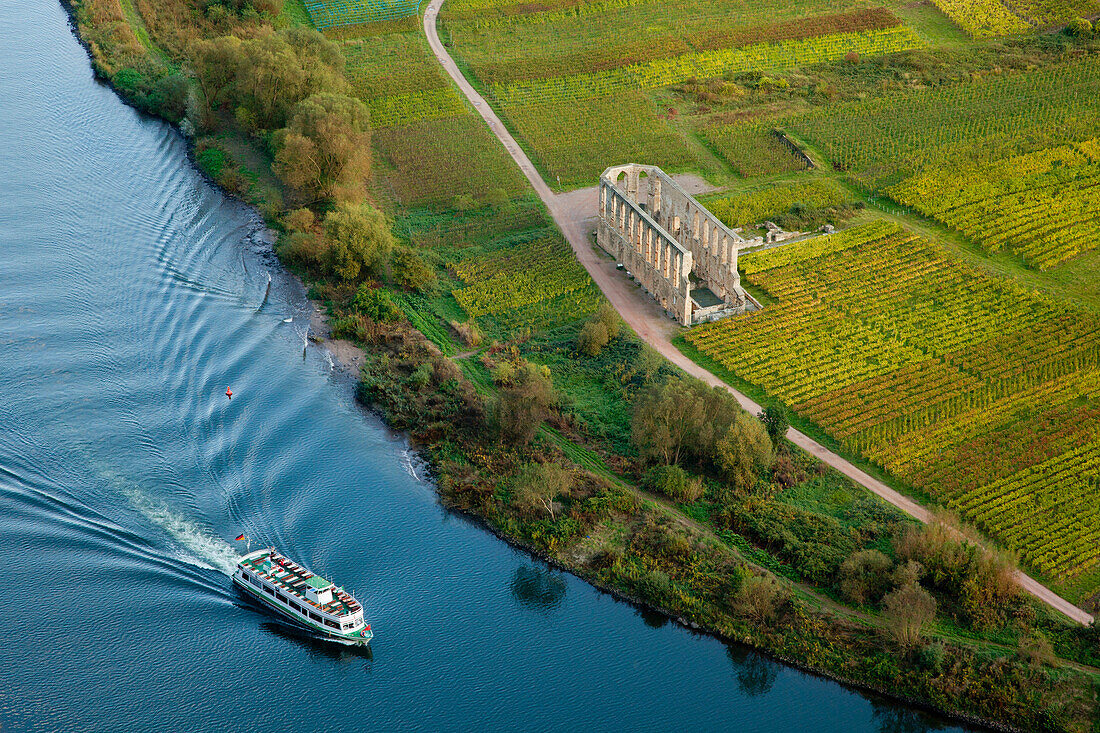 Blick vom Weinberg Bremmer Calmont auf Klosterruine Stuben, Bremm, Mosel, Rheinland-Pfalz, Deutschland, Europa