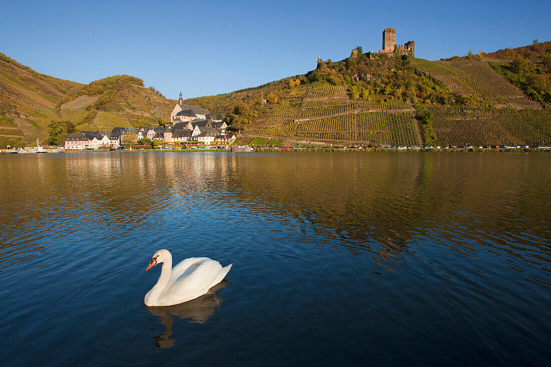 Beilstein and Metternich castle at Moselle river, Rhineland-Palatinate, Germany, Europe