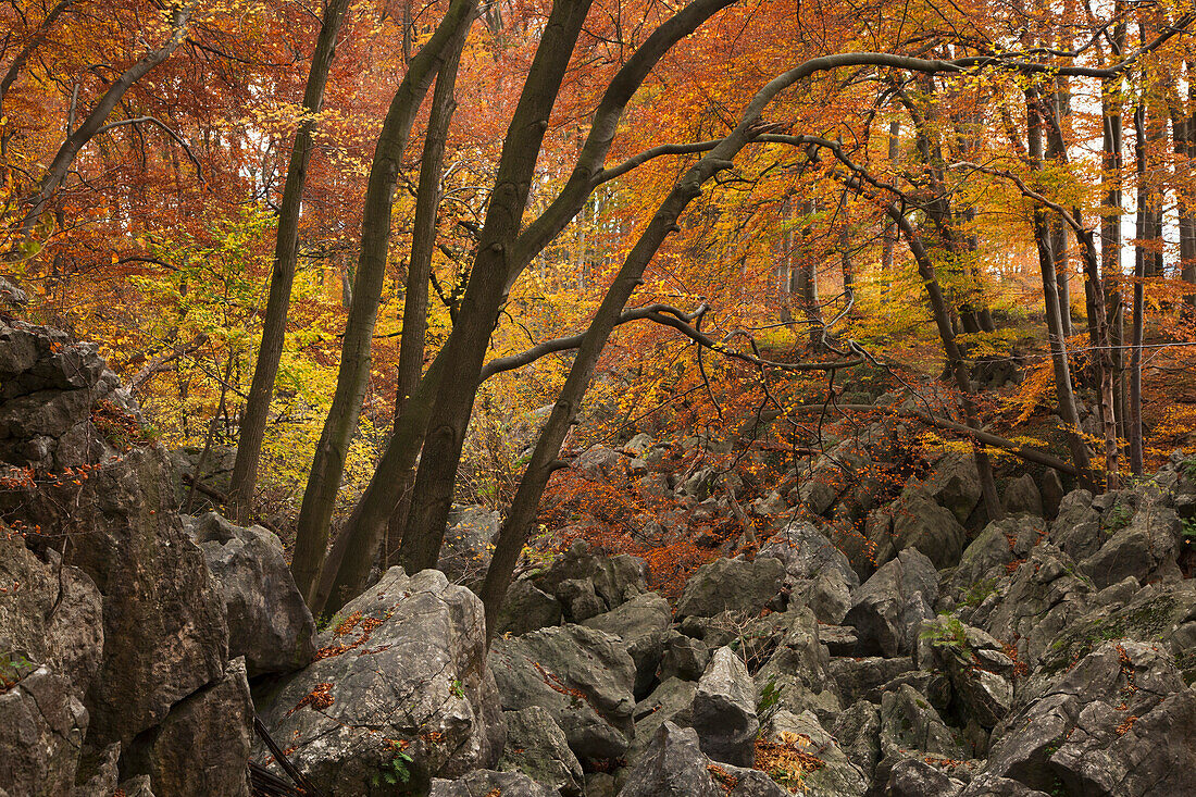 Autumnal forest at nature reserve Felsenmeer, Sauerland, North Rhine-Westphalia, Germany, Europe