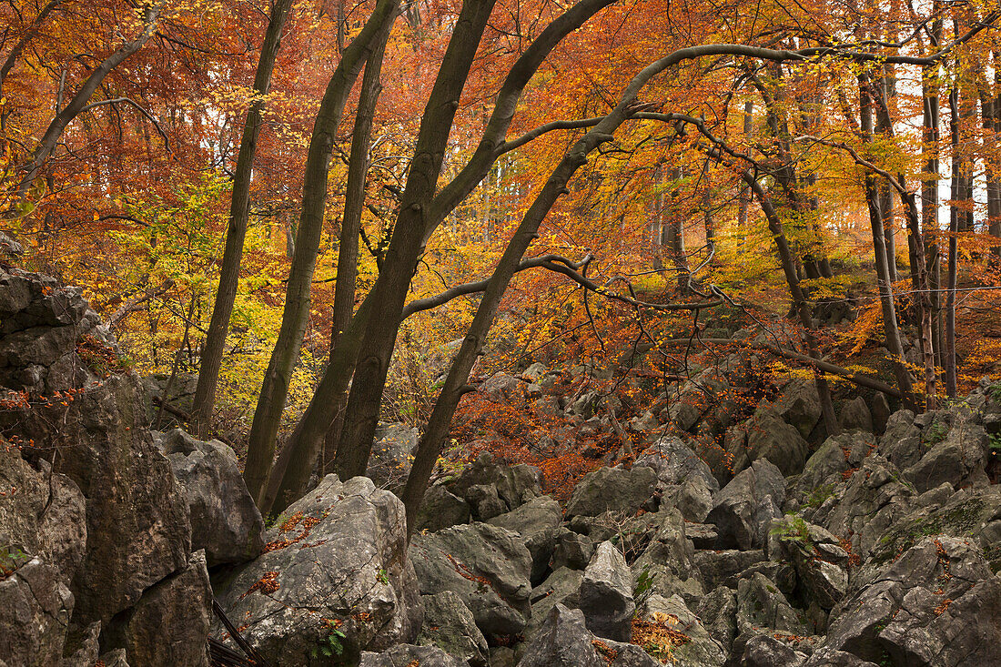 Herbstlicher Laubwald im Naturschutzgebiet Felsenmeer, Sauerland, Nordrhein-Westfalen, Deutschland, Europa