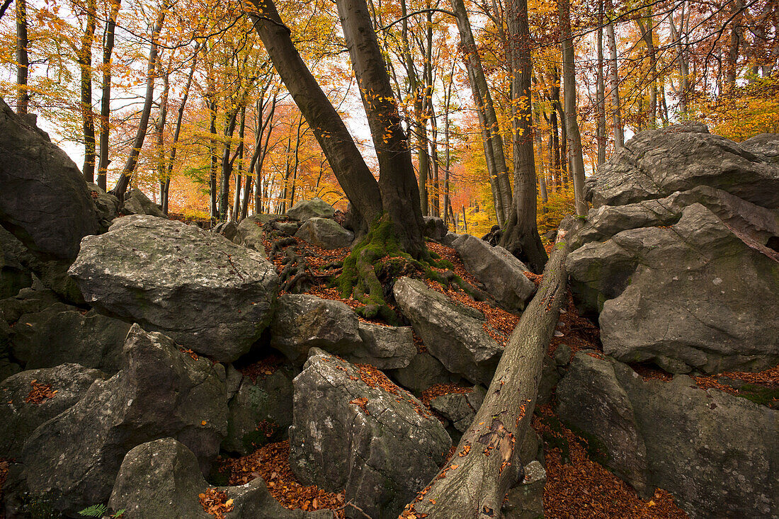 Autumnal forest at nature reserve Felsenmeer, Sauerland, North Rhine-Westphalia, Germany, Europe