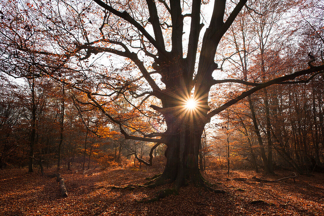 Autumnal forest with old beech tree at nature reserve Urwald Sababurg, Reinhardswald, Hesse, Germany, Europe