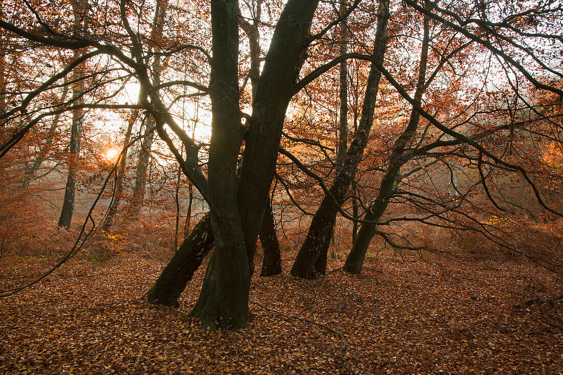 Herbstlicher Wald mit Buchen und Birken im Naturschutzgebiet Urwald Sababurg, Reinhardswald, Hessen, Deutschland, Europa