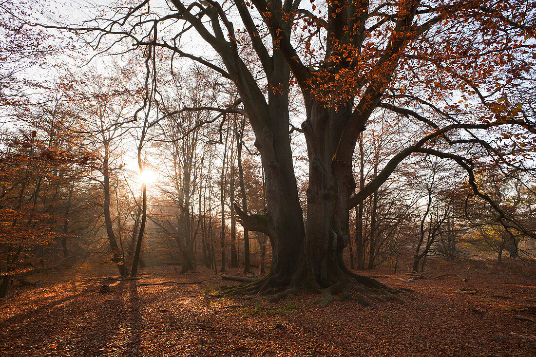 Herbstlicher Wald mit alter Buche im Naturschutzgebiet Urwald Sababurg, Reinhardswald, Hessen, Deutschland, Europa