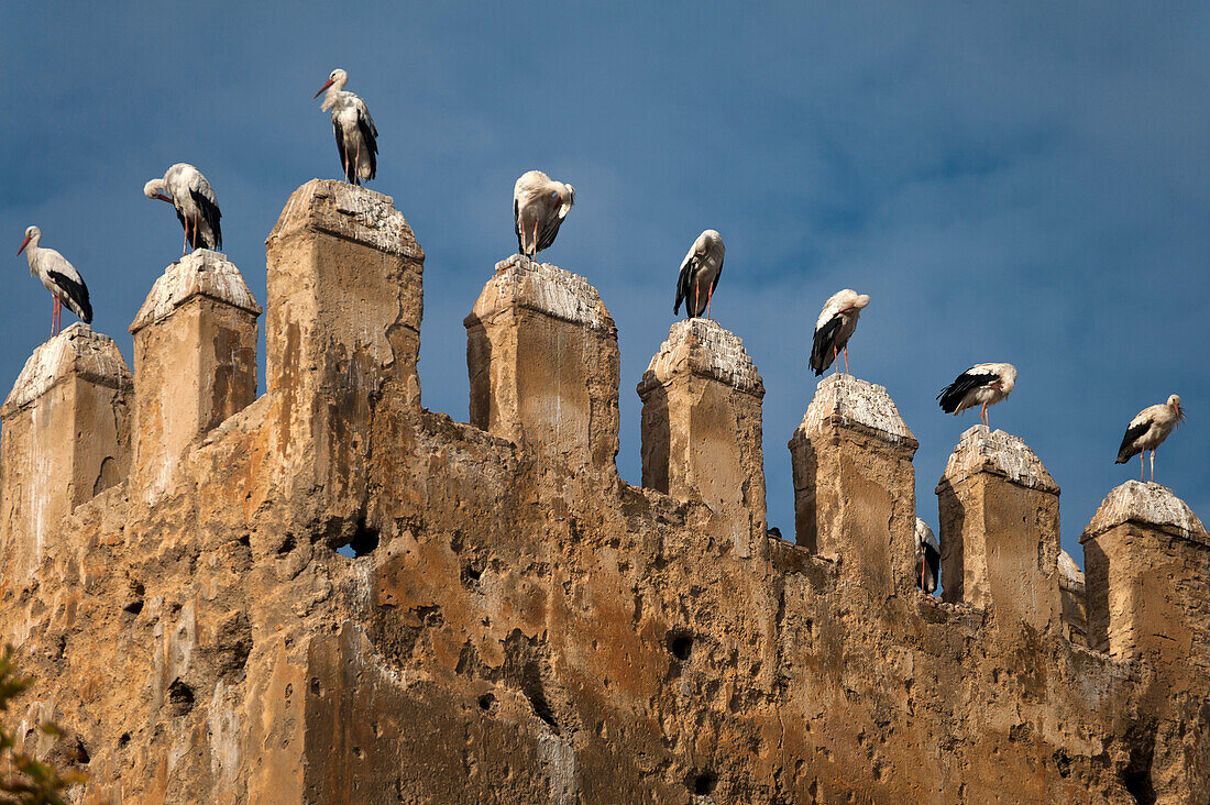 Storks on top of old tower near the Royal Palace, Fez, Morocco