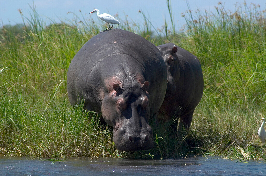 Hippos returning to the Shire River in Liwonde National Park, Malawi