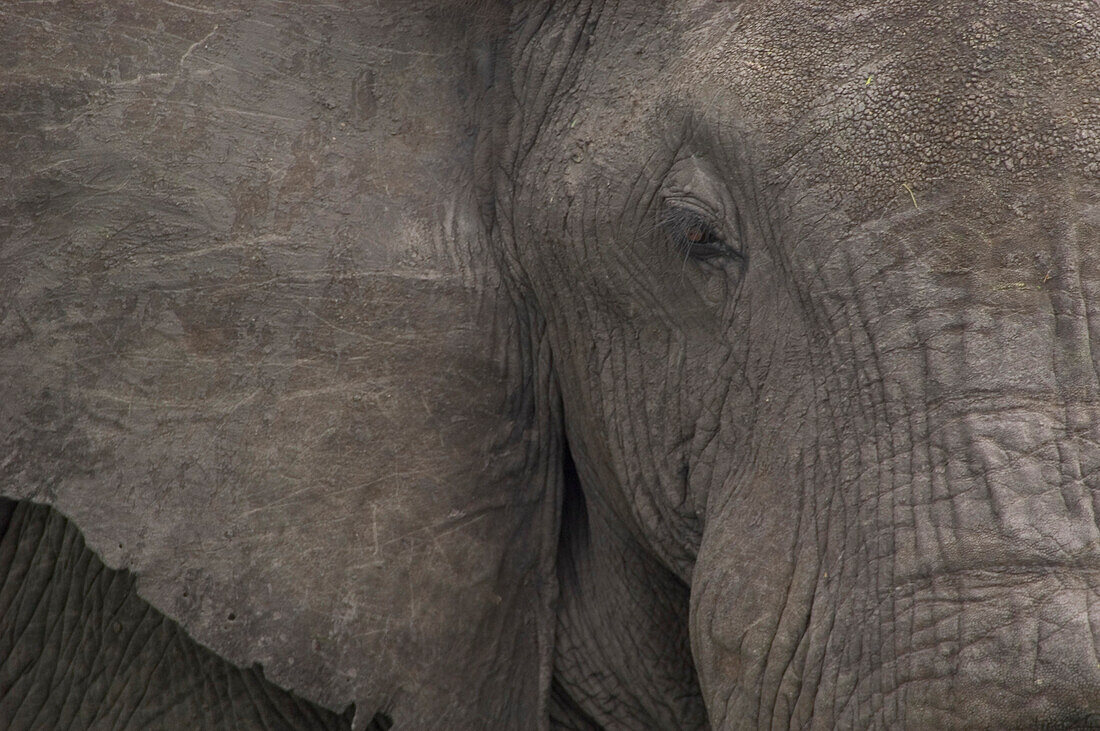 Detail of elephant, Liwonde National Park, Malawi
