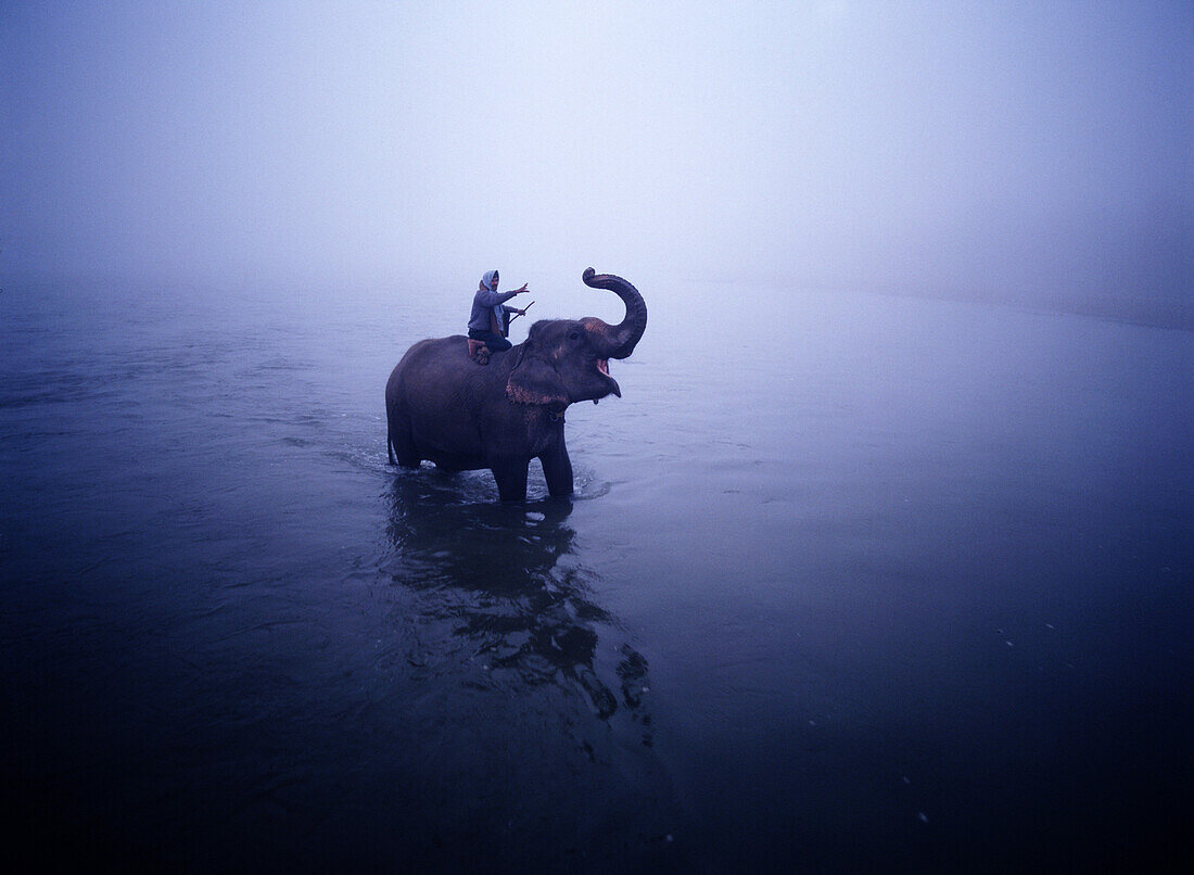 Man on elephant crossing the Rapti River at Dawn, Chitwan Park, Nepal
