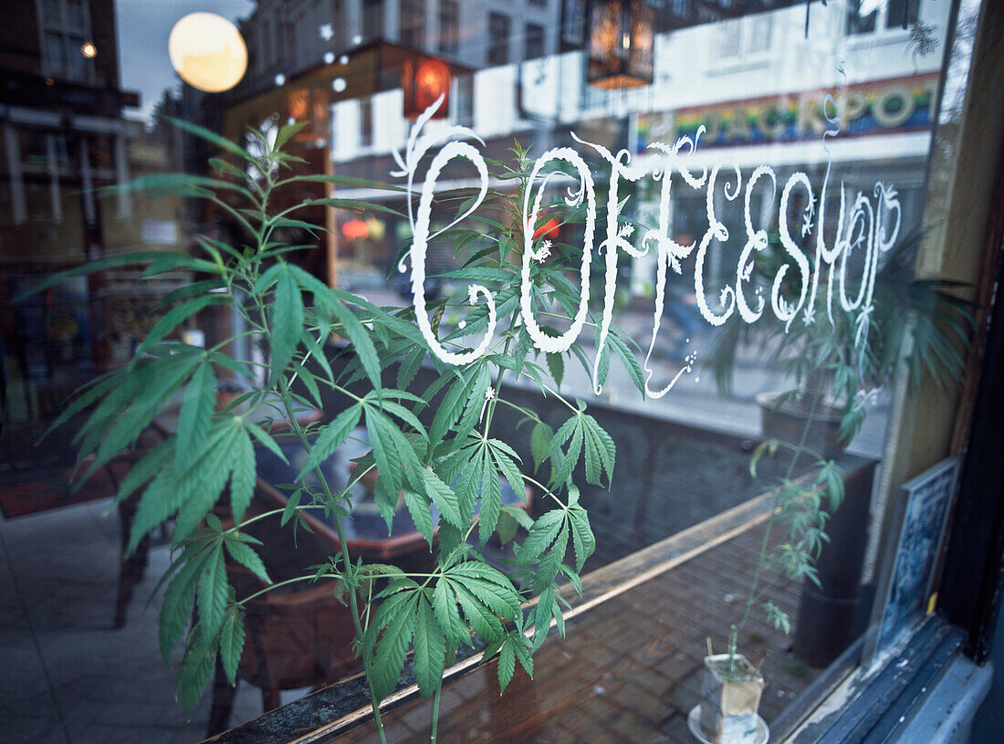 Marijuana plant, Amsterdam, Holland