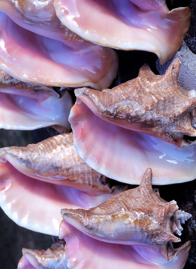 Sea shells on sale, Near 'Brick Kiln', Nevis