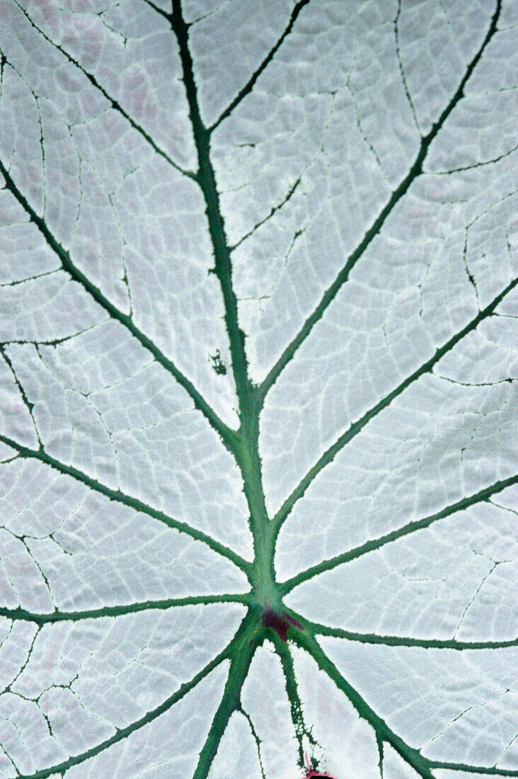 Leaf (Hortus botanicus), close-up, The Netherlands