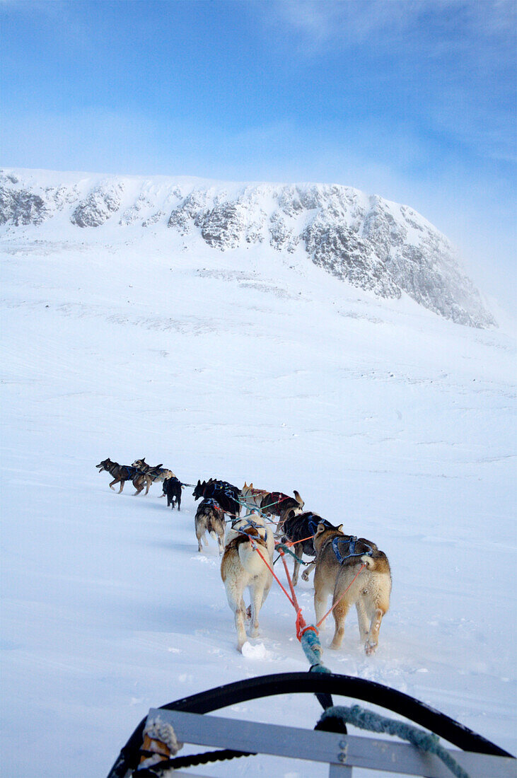 Dogs pulling sled towards Hallingskarvet Mountain, Ustaoset, Norway
