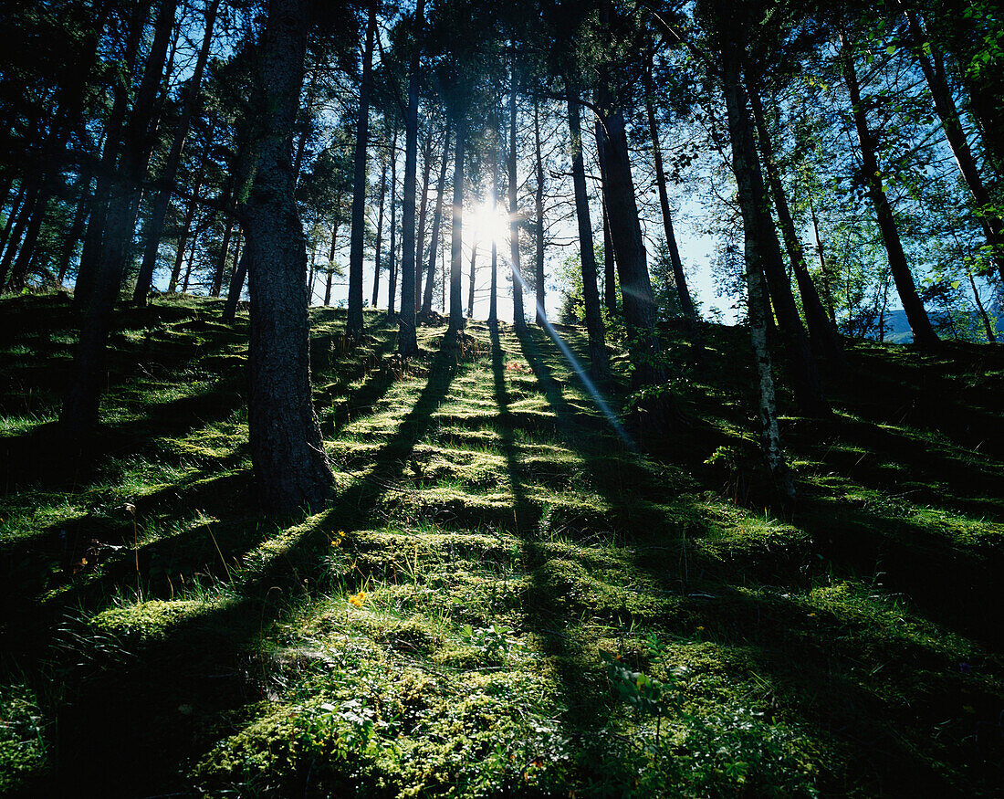Sunlight beaming through trees in forest, Hardanger, Norway