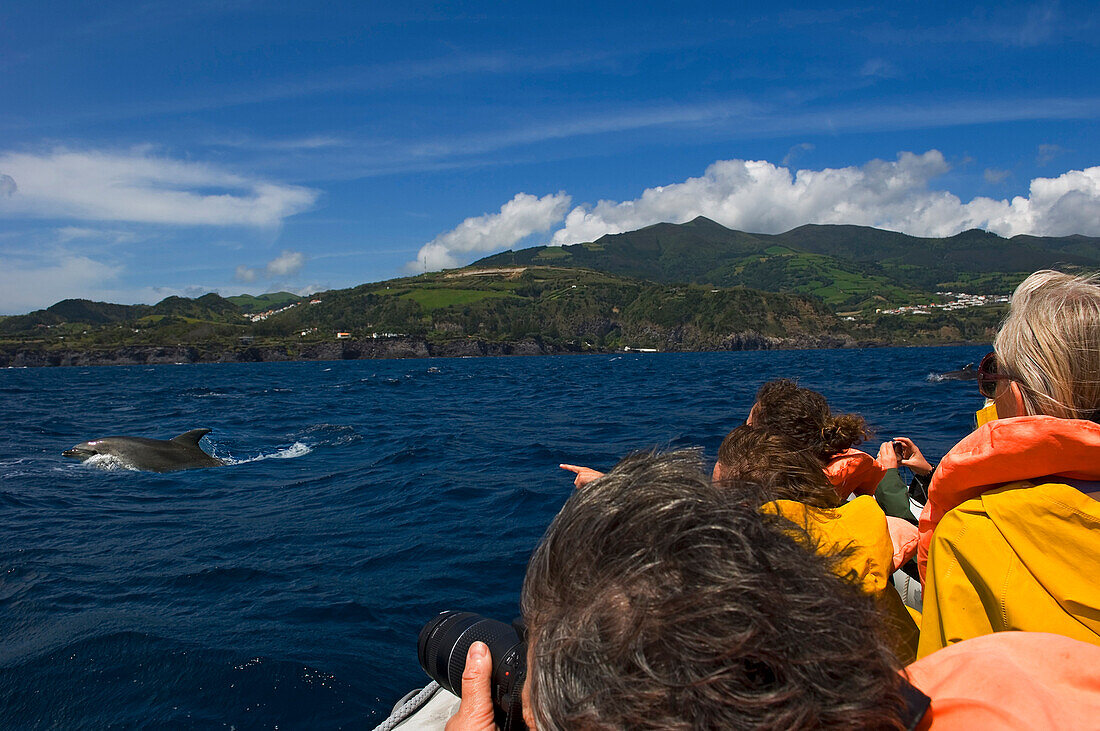 Whale/Dolphin watching. Sao Miguel Island. Archipelago of the Azores. Portugal. Atlantic. Europe.