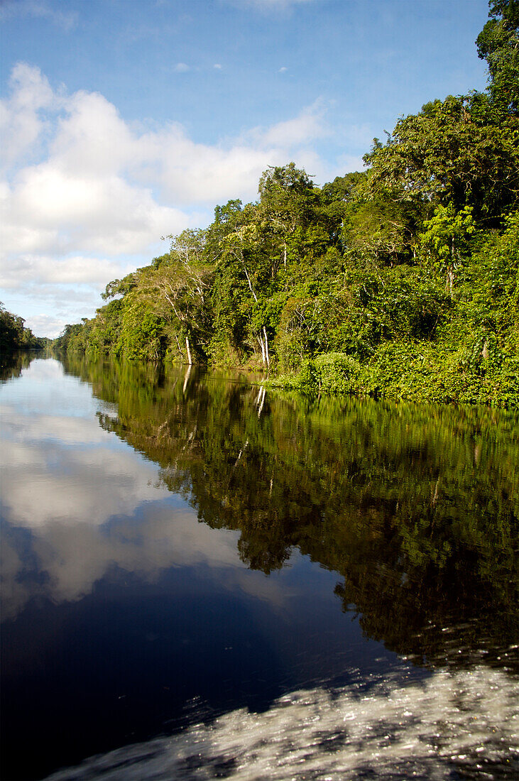 Reflections in tributary of Amazon River, Peru
